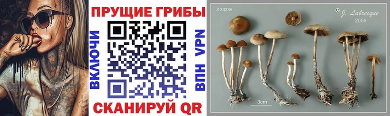Псилоцибиновые грибы Magic Shrooms  магазин продажи   Зверево 